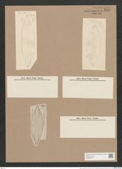 Navicula carinifera Grun. (de-Toni-Nr.: Genus 1, Species 352) Zeichnungen Sammlung Grunow Nr. 799 (NHMW-BOT-W0367220)